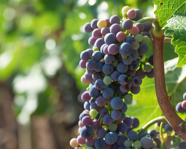 ¿Qué son los vinos orgánicos, ecológicos, biológicos, biodinámicos, naturales y veganos?